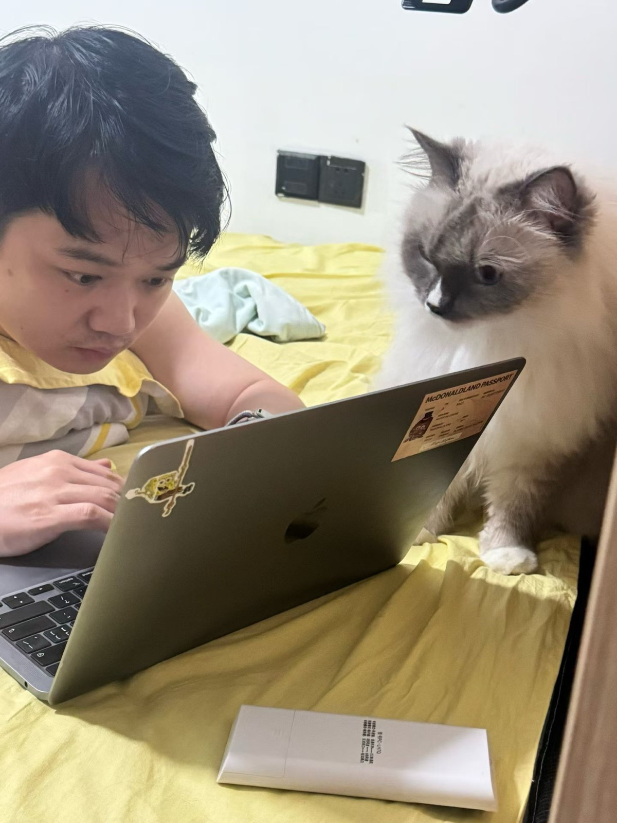 Late-night coding with C the cat
