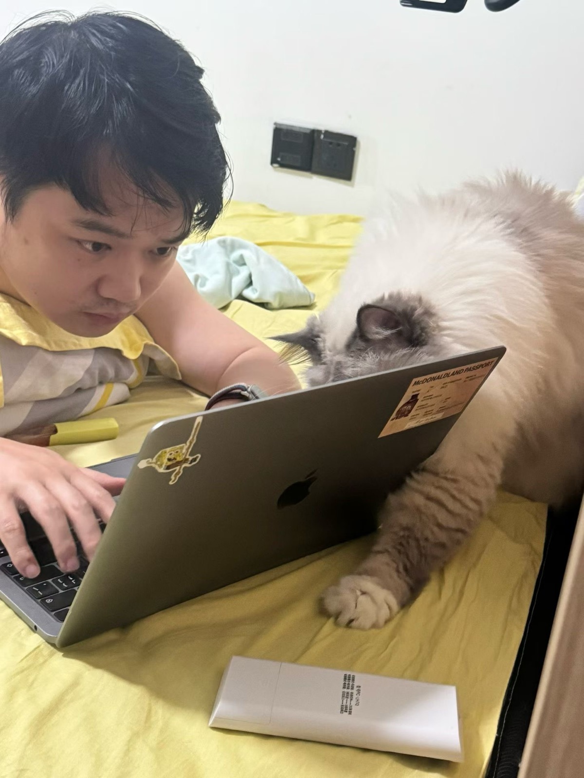 Late-night coding with C the cat